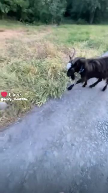 хахахахах