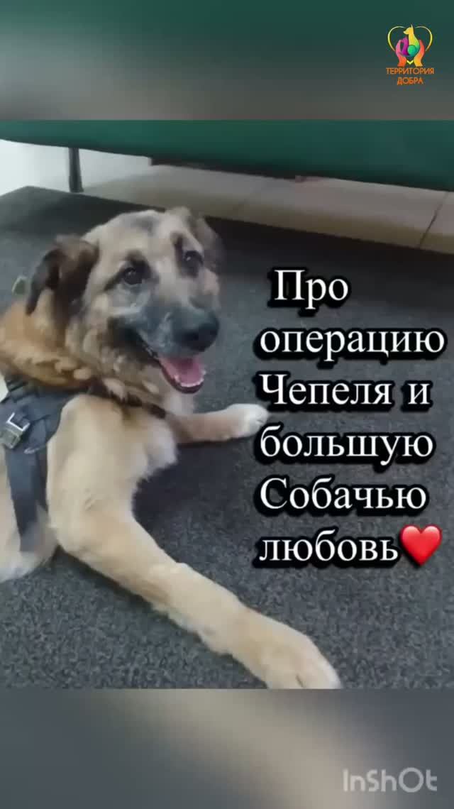 Друзья, как вы думаете: бывает настоящая любовь в Собачьем мире?