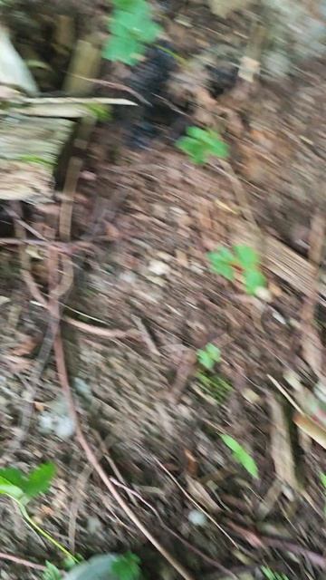 VID_20260608_195311