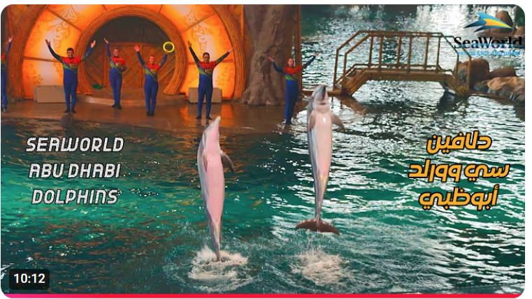 Шоу дельфинов в SeaWorld Abu Dhabi 4K  Достопримечательности ОАЭ