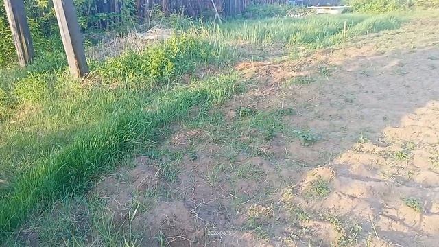 15-06-2026 Якутск. Полив капусты и картошки сразу