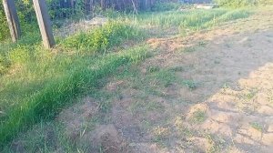 15-06-2026 Якутск. Полив капусты и картошки сразу