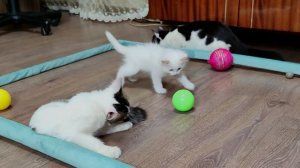 Три котенка и разноцветные мячики.