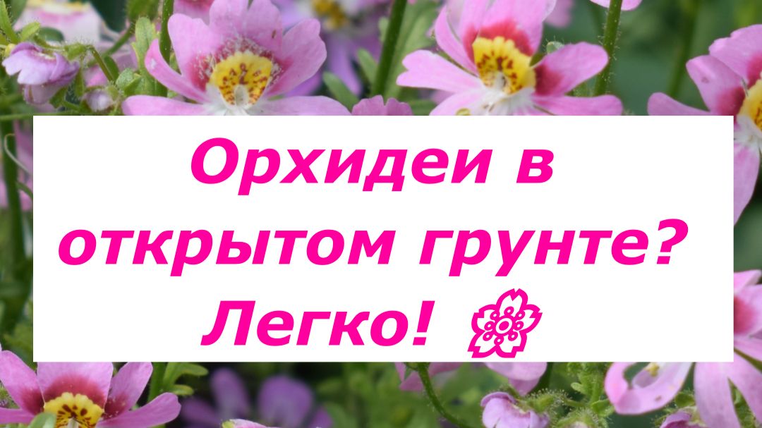 Схизантус визетонский: ковер из орхидей в открытом грунте! 🌸