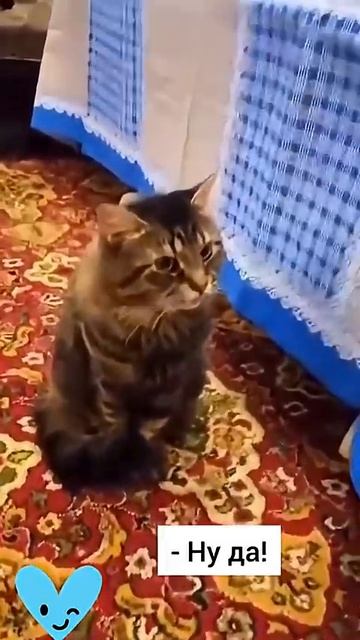 Возмущенный кот