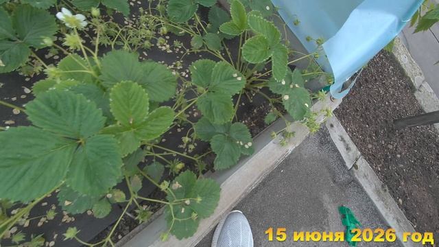 7 соток. И пионы цветут и клубника зреет. Хроника 15 июня 2026 год
