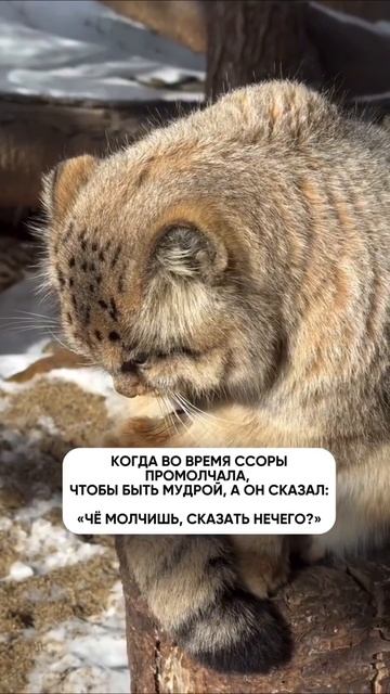 Автор видео: Margovilka