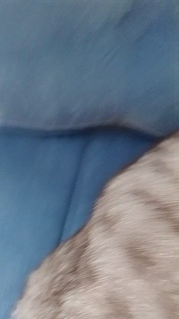 котик мило спит😘