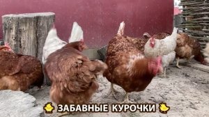 Забавные курочки несушки во дворе очень счастливы 🥚😂🐥 (19)
