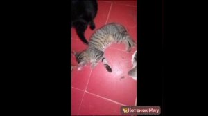 🐈Котёнок МЯУ- на свободе после клетки ,и  распаковка покупок 🛒 первой срочности .
