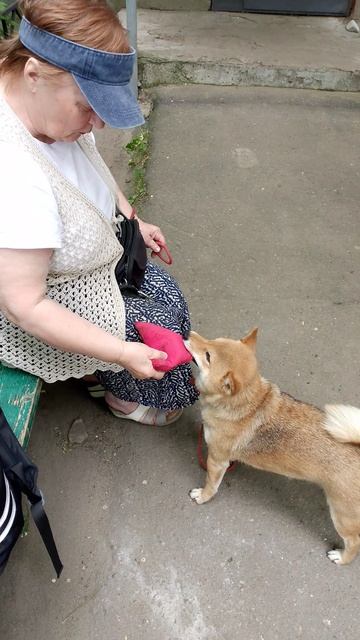 собака улыбака сиба приколы -слушается когда хочет
