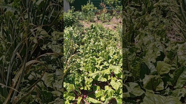 1000105491.mp4поработала хорошо, у клубники дорожку положила