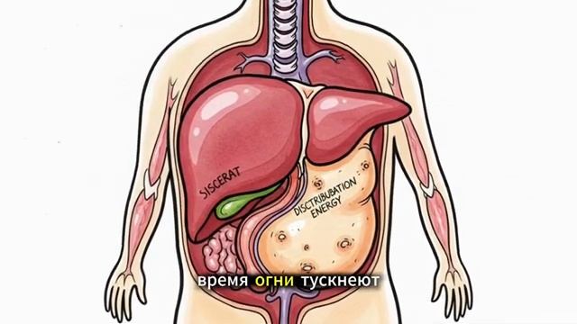 Что происходит с висцеральным жиром во сне (Научное объяснение)