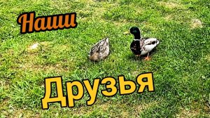 Друзья в гости пришли, утки крякуньи