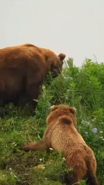 Медведица защищает малышей