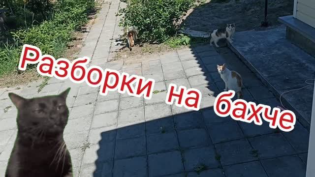 15.06.2026. Разборки на бахче