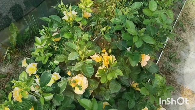 Канадская роза Морден Санрайз. Описание и характеристики сорта розы.