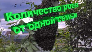 Почему одна семья роится 1 раз, а другая — 4 раза подряд? Отвечает профессор Кашковский 🐝📊