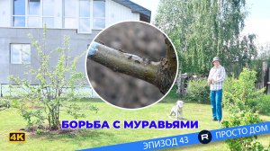 #43 Июнь. Теплая погода, дожди, грозы. Муравьи. Строим беседку