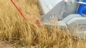 Уборка полегшей пшеницы очесывающей жаткой «ОЗОН»