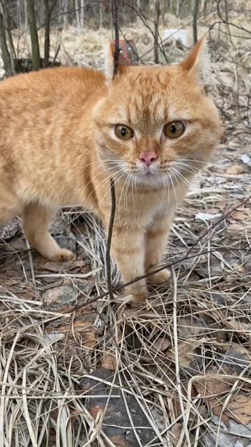 Смешные и милые КоТиКи 😼🫶😎