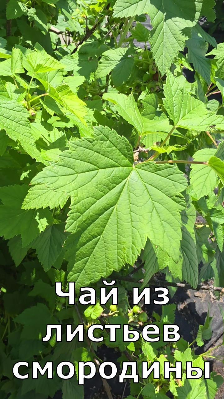 Чай из листьев смородины