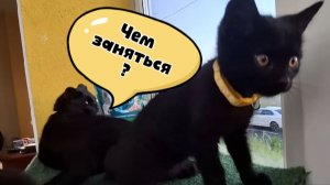 Три черных кота решают, чем заняться вечером: поспать, гулять или… поесть?