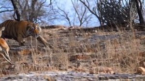 Эпичная охота тигра на оленя попала на видео, но обед «уплыл».

Фотограф Таня Тивари засняла в индий