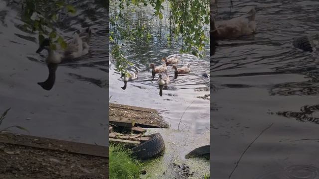 В посёлке Юшала, Тугулымского района, Свердловской области. Вечер 14 июня 2026 год.