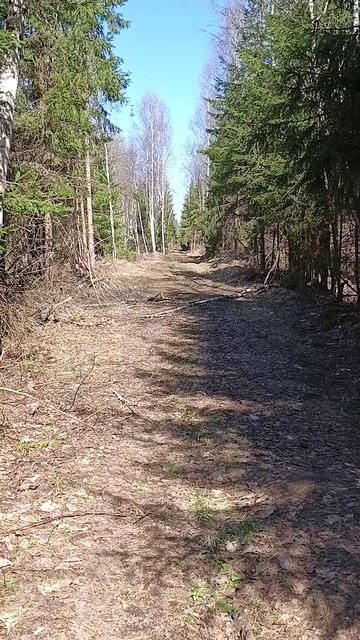 Тихий лес #shorts #metaldetecting #леснойпоиск #леснойкоп #природа