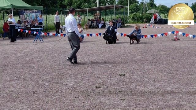 Монопородная выставка левреток в рамках Российского Чемпионата Борзых 12.06.2026 г.
