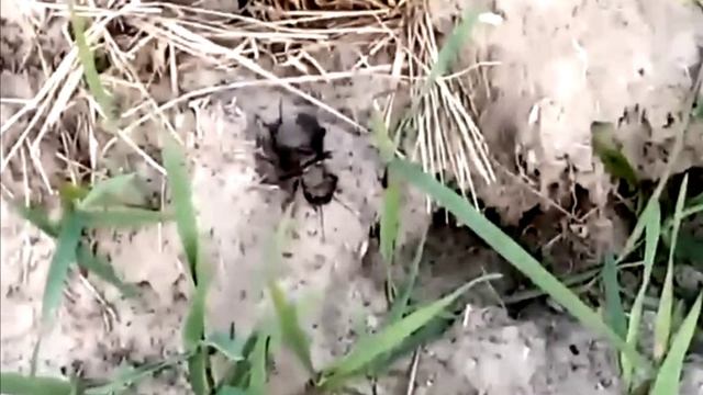 Именно так выглядит сверчок