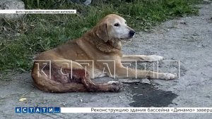 Неизвестный человек из дробовика расстреливает собак и кошек на Бору