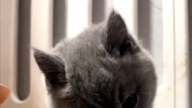 Заставка для видео Голубой котенок № 595
