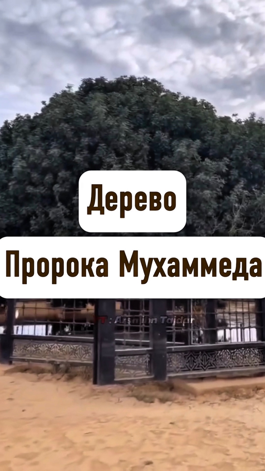 Дерево Пророка Мухаммеда