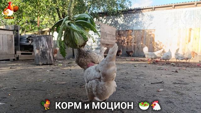 Кормление кур овощами и фруктами для зарядки и от скуки 🥗🐓🤗  (106)