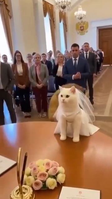 жиза? смотреть онлайн