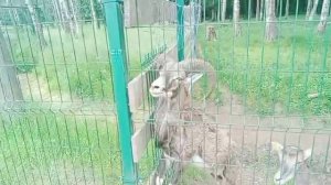 Арт Усадьба Веретьево. Зоопарк.
