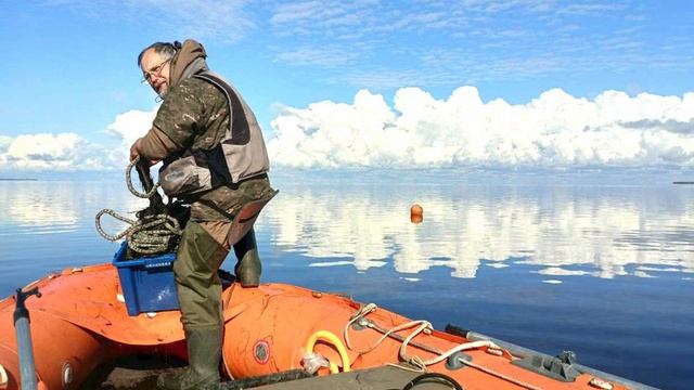 Вонзевая миграция рыб