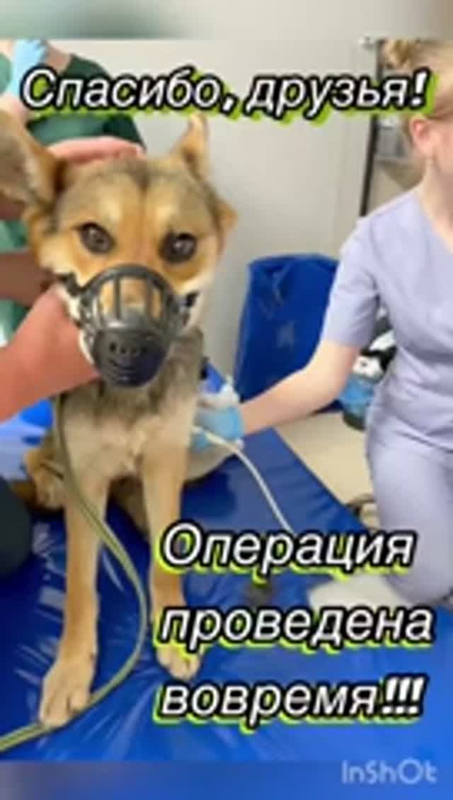 Друзья, сегодня, как и обещала, расскажу, как прошла операция спасённого пса