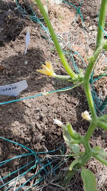 15. 06. 26  #mukbangtatyanaeats #садогород #огородныеде 🥀🌱🌱🪴🥒🫑🍅🍓