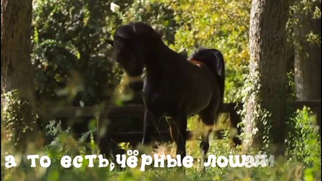 интро🖤