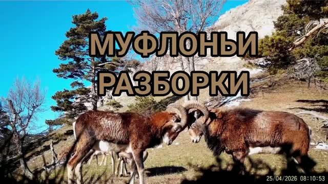 Муфлоньи разборки