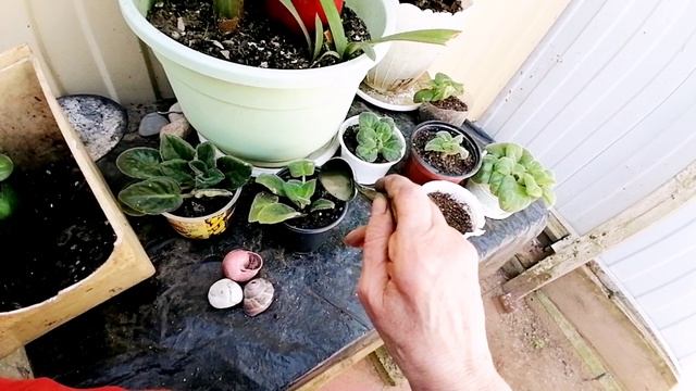 Мои маленькие фиалки 🌺
