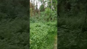 Не смотря на жару, в лесу не затихает жизнь.