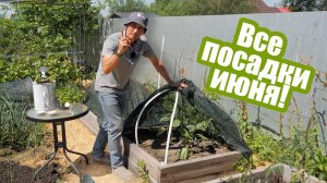 Эти культуры нужно посадить в июне!