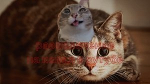 разоблачение на блогера в рутубе