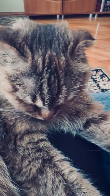 Отдыхаю с кошкой. Кототерапия. В ПН обратно)