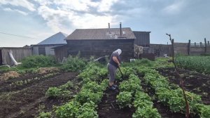 деревенская жизнь/ я в огороде торчу/