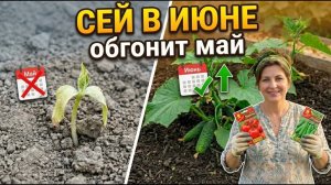 8 культур для посадки в июне: что посеять на грядки свеклу морковь огурцы зелень для большого урожая